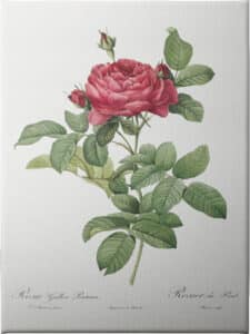 Rosa Gallica Pontiana I - Unframed Canvas Unframed Canvas