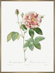 Rosa Gallica - Canvas Gallery Champagne