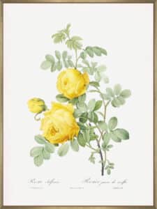 Rosa Hemisphaerica - Canvas Gallery Champagne