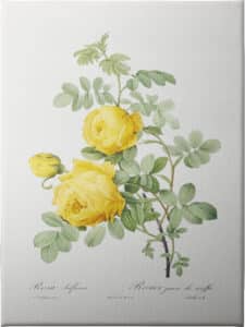 Rosa Hemisphaerica - Unframed Canvas Unframed Canvas