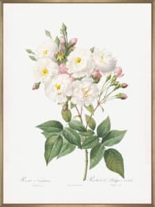 Rosa Noisettiana - Canvas Gallery Champagne