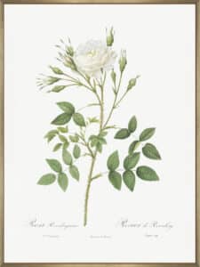 Rose of Rosenberg - Canvas Gallery Champagne