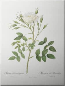 Rose of Rosenberg - Unframed Canvas Unframed Canvas
