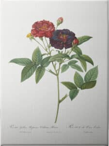 Rose of Van Eeden - Unframed Canvas Unframed Canvas