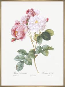 Rosebush - Canvas Gallery Champagne