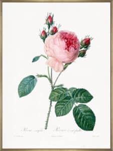 Rosier a Cent Feuilles - Canvas Gallery Champagne