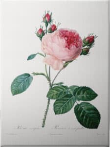 Rosier a Cent Feuilles - Unframed Canvas Unframed Canvas