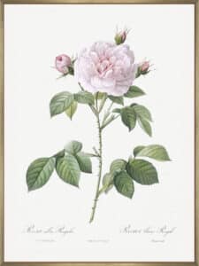 Royal White Rose - Canvas Gallery Champagne