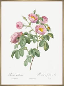 Semi Double Variety of Tomentose Rose - Canvas Gallery Champagne