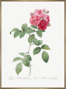 Seven Sisters Roses - Canvas Gallery Champagne