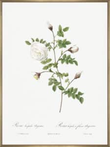 Silver Flowered Hispid Rose - Canvas Gallery Champagne