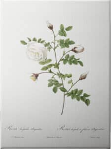 Silver Flowered Hispid Rose - Unframed Canvas Unframed Canvas