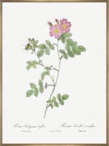 Sweetbriar Roses - Canvas Gallery Champagne