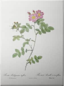 Sweetbriar Roses - Unframed Canvas Unframed Canvas