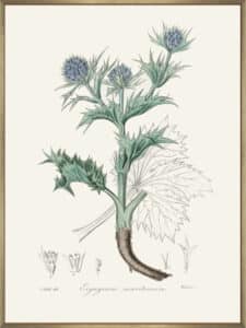 The Sea Holly (eryngium Mmaritimum) Medical Botany - Canvas Gallery Champagne