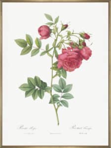 Turnip Roses - Canvas Gallery Champagne