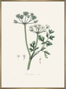 Water Dropwort (onanthe Grocata) Medical Botany - Canvas Gallery Champagne