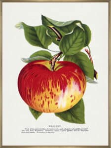 Wealthy Apple Lithograph - Canvas Gallery Champagne