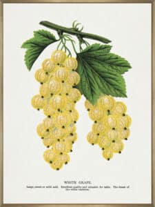 White Grape Lithograph - Canvas Gallery Champagne