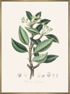 Wintera Aromatica Medical Botany - Canvas Gallery Champagne