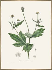 Wood Avens (geum Urbanum) Medical Botany - Canvas Gallery Champagne