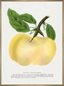 Yellow Transparent Apple Lithograph - Canvas Gallery Champagne
