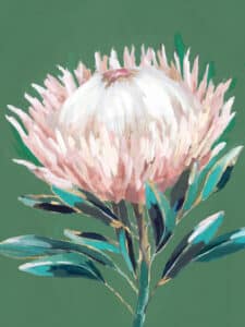 Single King Protea - Unframed Canvas Unframed Canvas