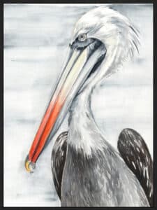 Grey Pelican II - Canvas Gallery Black