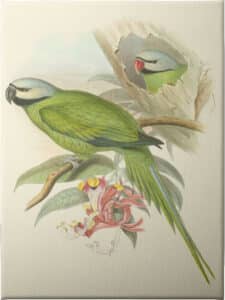 Small Birds of Tropics II - Unframed Canvas Unframed Canvas