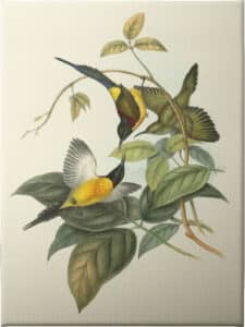 Small Birds of Tropics IV - Unframed Canvas Unframed Canvas