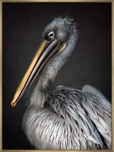  Pelican portrait - Canvas Gallery Champagne
