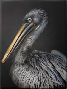  Pelican portrait - Unframed Canvas Unframed Canvas