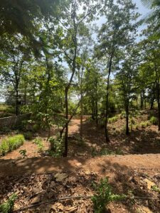Garden near 81