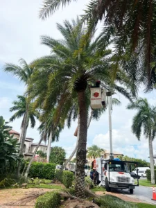 Tree Service Palm Beach Gardens: Complete Guide to Maintaining Healthy Trees | Expert Tree Services, Palm Trimming, & Tree Care in Lake Worth & Palm Beach County | Tree service Palm Beach Gardens is essential to help protect the beauty of your home, the value of your property, and the longevity of your palm and trees. South Florida, and especially Palm Beach County, is home to some of the most beautiful properties, estates, communities, and homes in Palm Beach Gardens, West Palm Beach, and Palm Beach that need regular landscaping and tree care to maintain its beauty and value. Whether you own a home, manage a commercial property, or oversee an HOA, understanding proper Palm Beach Gardens tree care is essential to help maintain your property value and costs while ensuring safety in South Florida's changing seasons. Tree Service Palm Beach Gardens https://www.treemaid.com Tree Service Palm Beach Gardens: Complete Guide to Maintaining Healthy Trees | Expert Tree Services, Palm Trimming, & Tree Care in Lake Worth & Palm Beach County | Tree Service Palm Beach Gardens | Tree service Palm Beach Gardens is essential to help protect the beauty of your home, the value of your property, and the longevity of your palm and trees. South Florida, and especially Palm Beach County, is home to some of the most beautiful properties, estates, communities, and homes in Palm Beach Gardens, West Palm Beach, and Palm Beach that need regular landscaping and tree care to maintain its beauty and value. Whether you own a home, manage a commercial property, or oversee an HOA, understanding proper Palm Beach Gardens tree care is essential to help maintain your property value and costs while ensuring safety in South Florida's changing seasons. |%org_url%