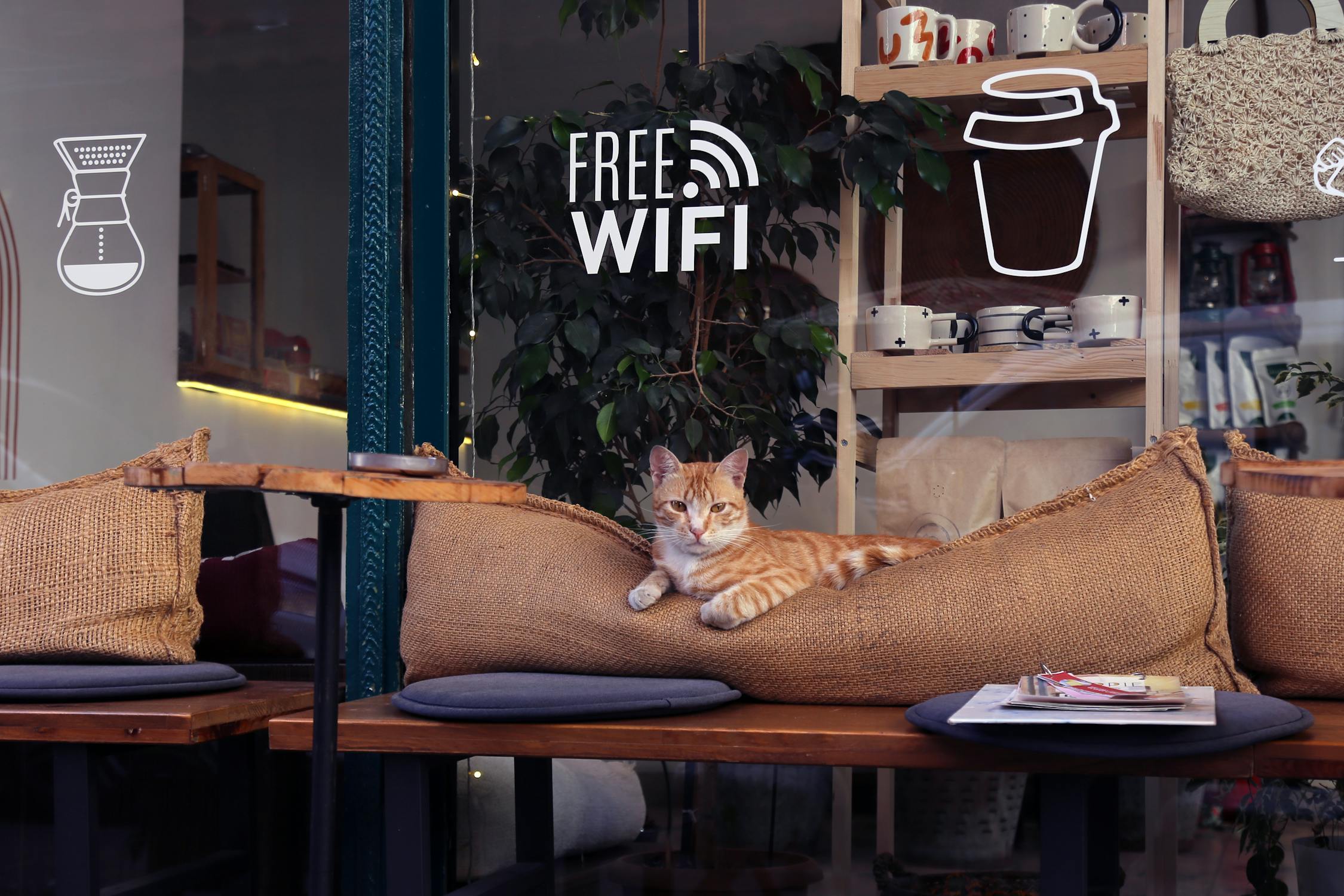 Whiskers and Lattes: How Cat Cafes Can Help Solve the Mental Health Crisis in Canada
