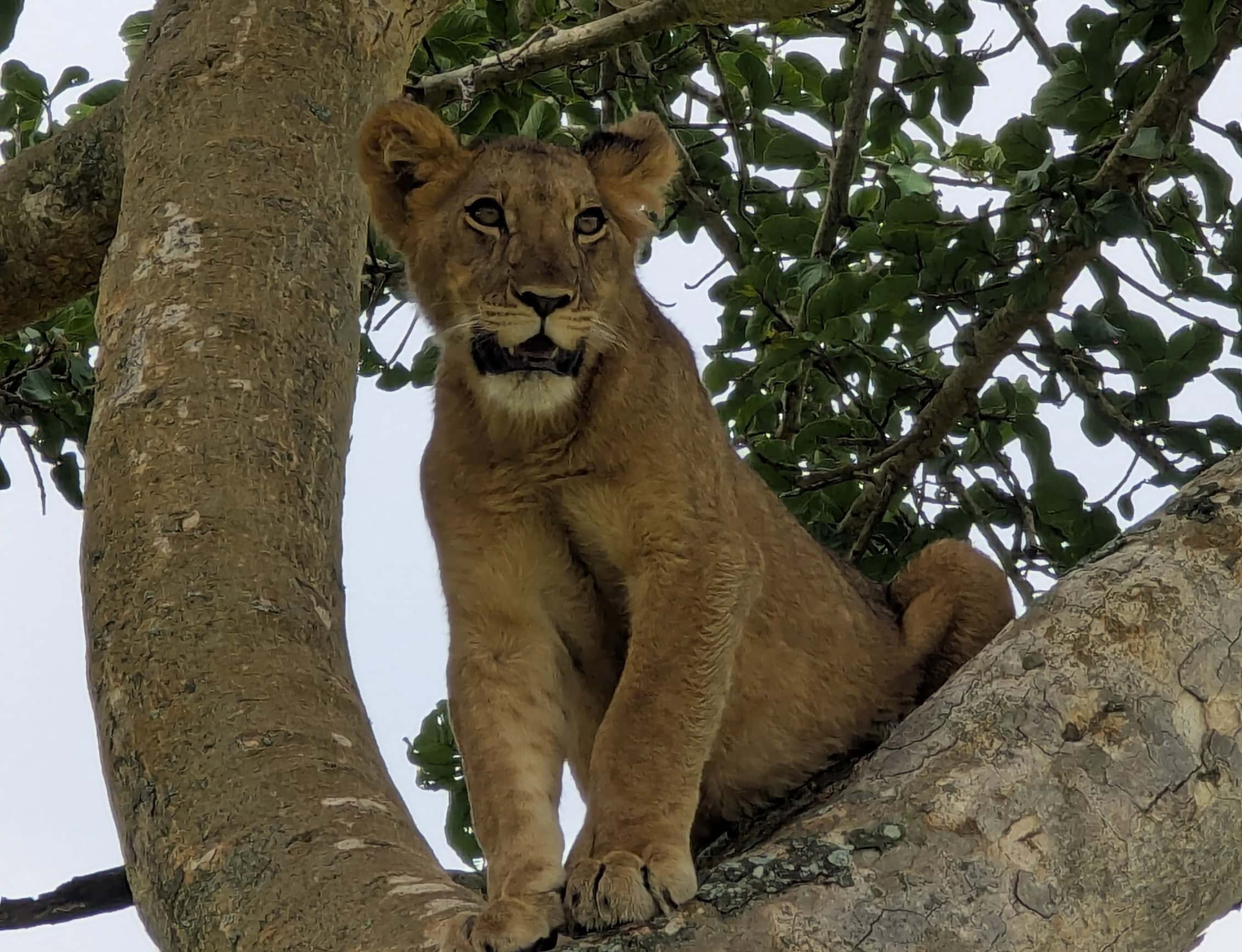A tree climbing lioness
