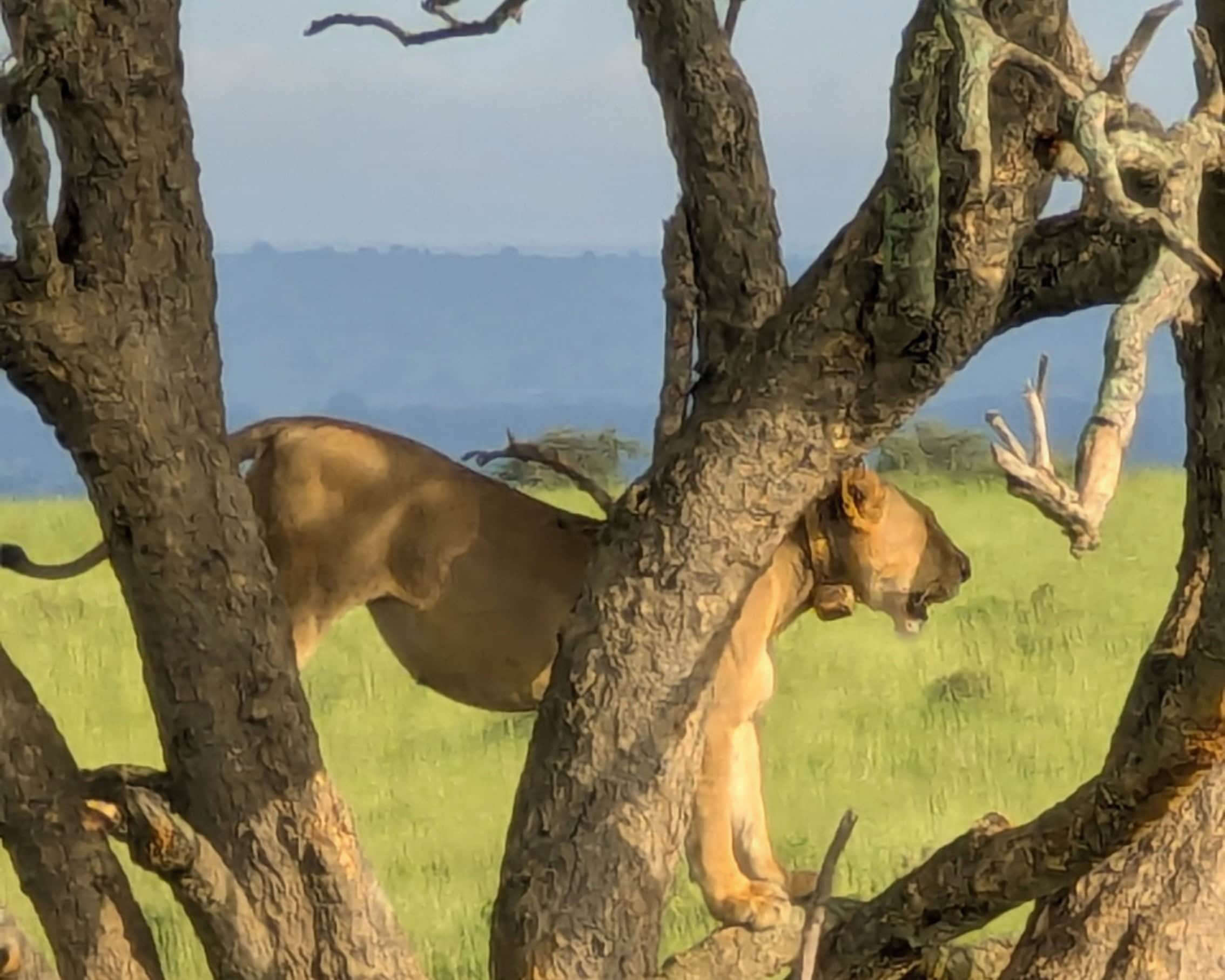 Tree climbing lions