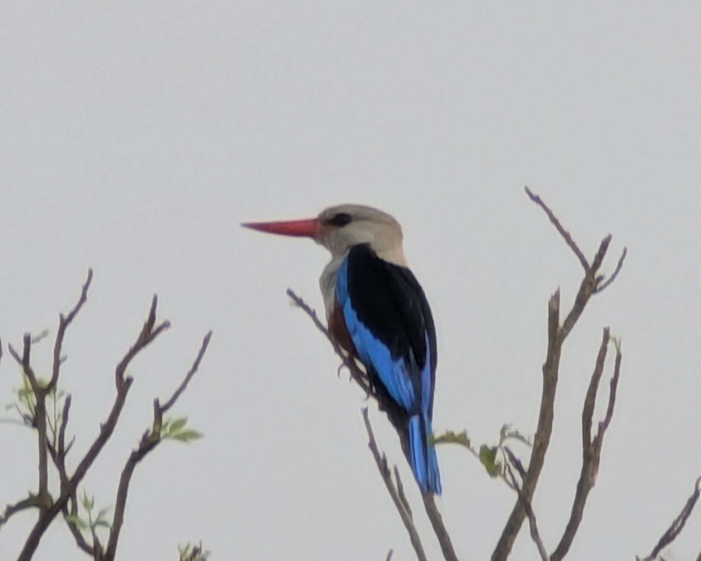 Bigodi wetlands sanctuary