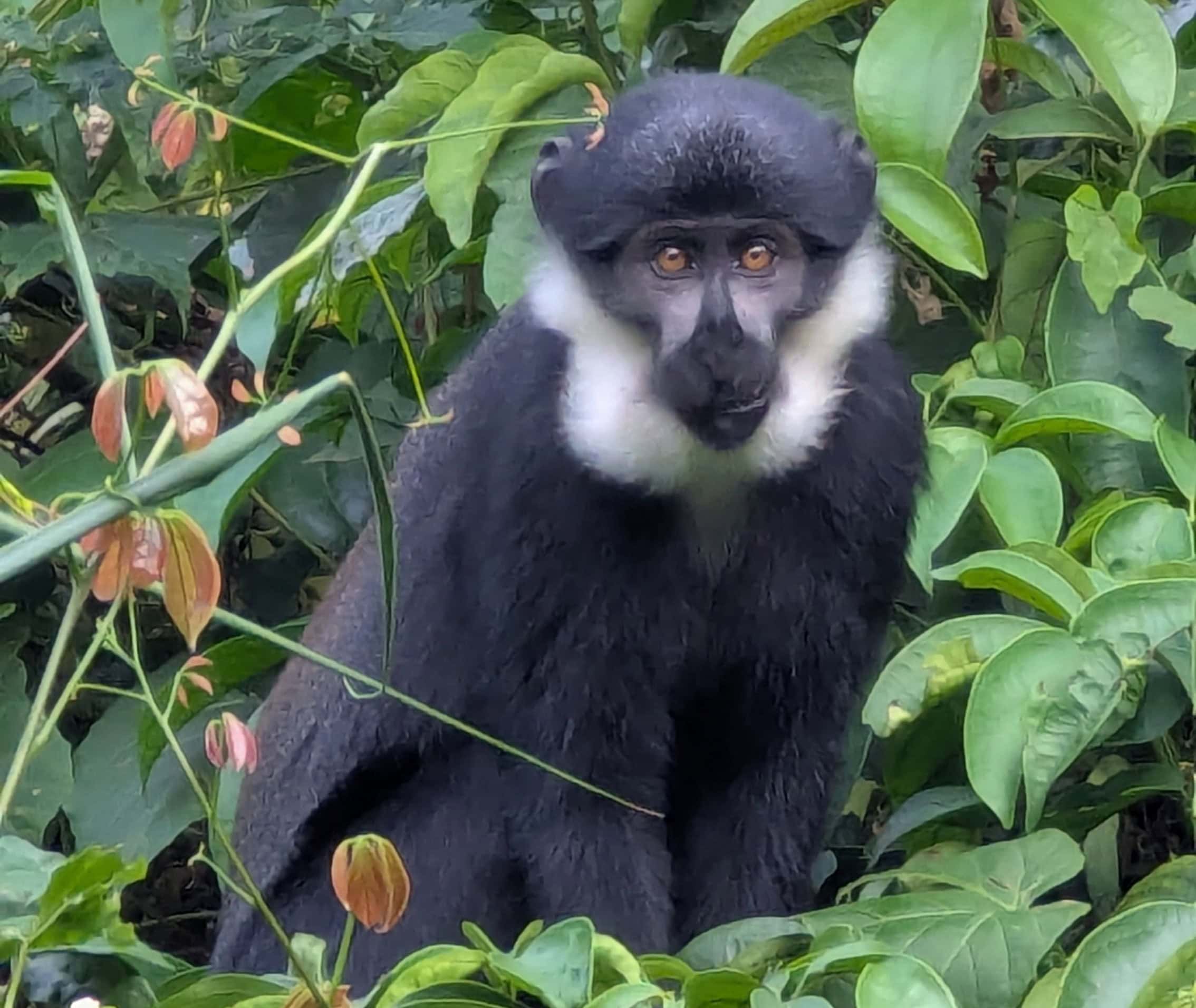 A Luxury Gorilla Trekking Honeymoon