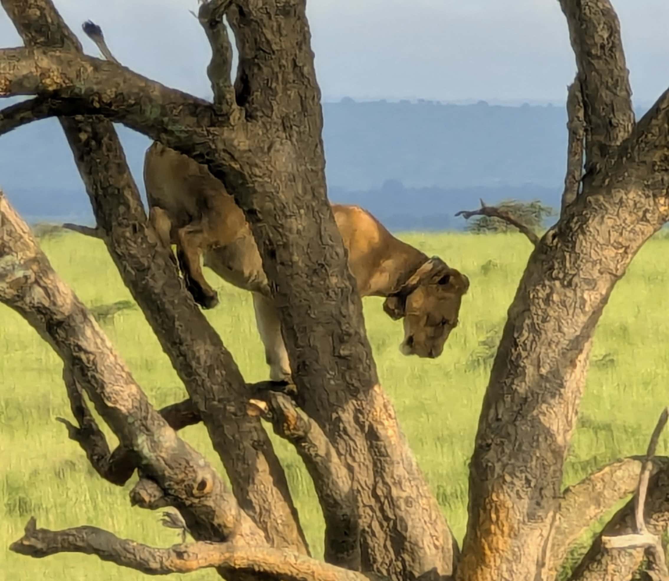 Queen Elizabeth National Park