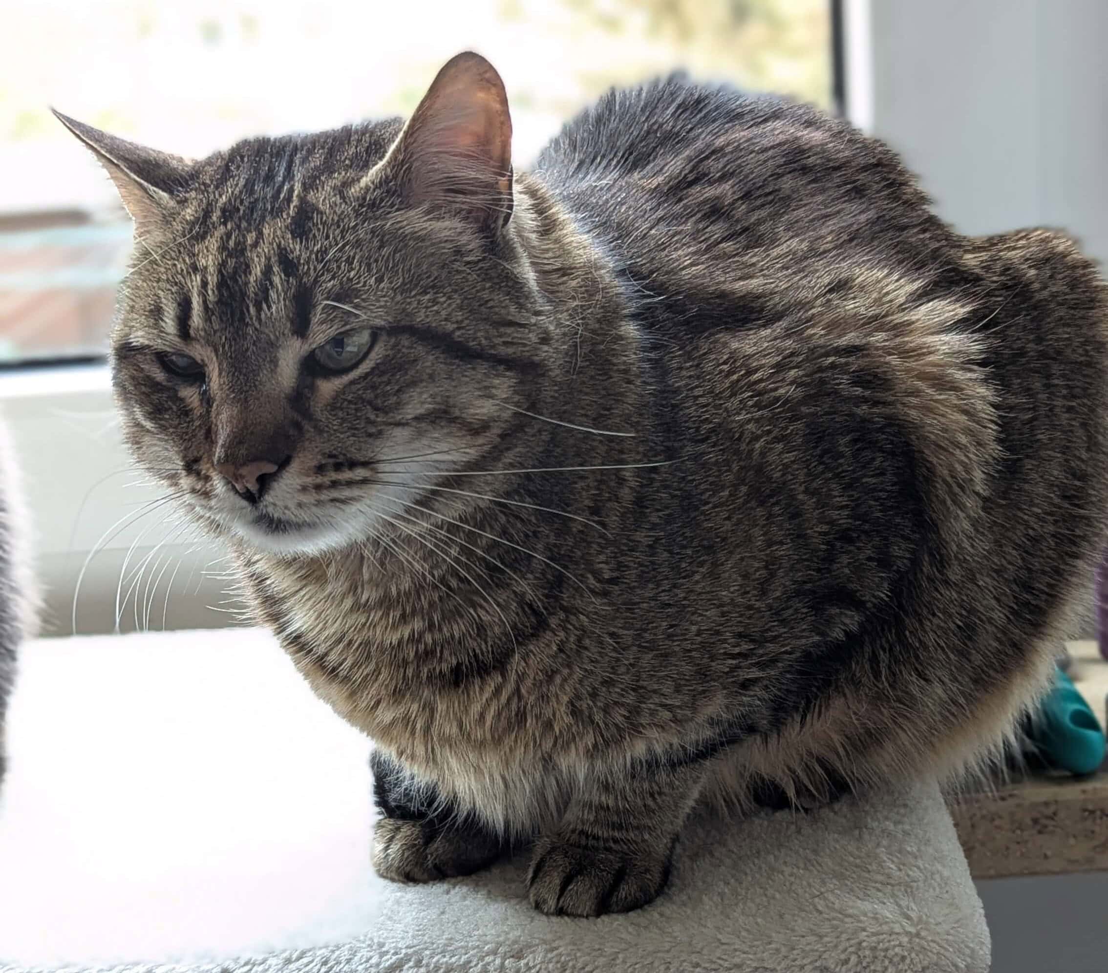 Katze Rina in Kauerhaltung mit Schmerzanzeichen und Schmerzgesicht