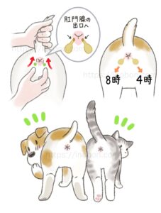 犬や猫の肛門腺のお手入れ方法を説明した、お尻のイラスト