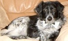 Ingrid Bergmann Hund Willy