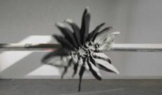 Rapiebar Enraptured Hingerissen, 2021, HD Video, 9:22, stereo. Videostill.