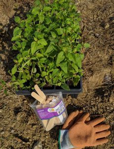 Read more about the article The New Pollinator Garden