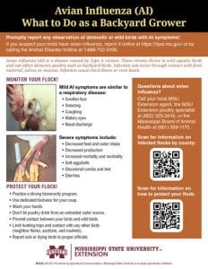 What to Do If Bird Has Avian Influenza
