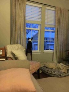 How To Help Your Boston Terrier With Separation Anxiety