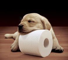 cottonelle sweepstakes