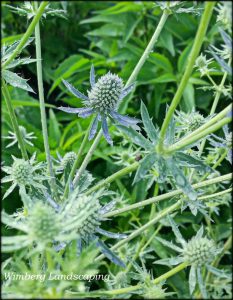 Read more about the article Being Smart About Water-Wise Plants