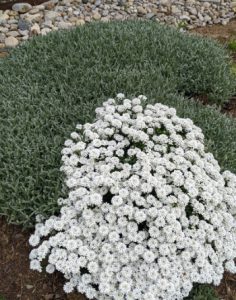 Read more about the article Whispers of Spring